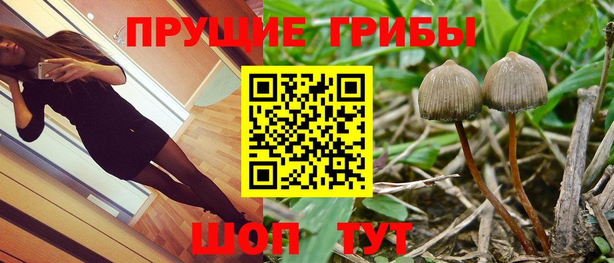 Галлюциногенные грибы GOLDEN TEACHER  Апшеронск 